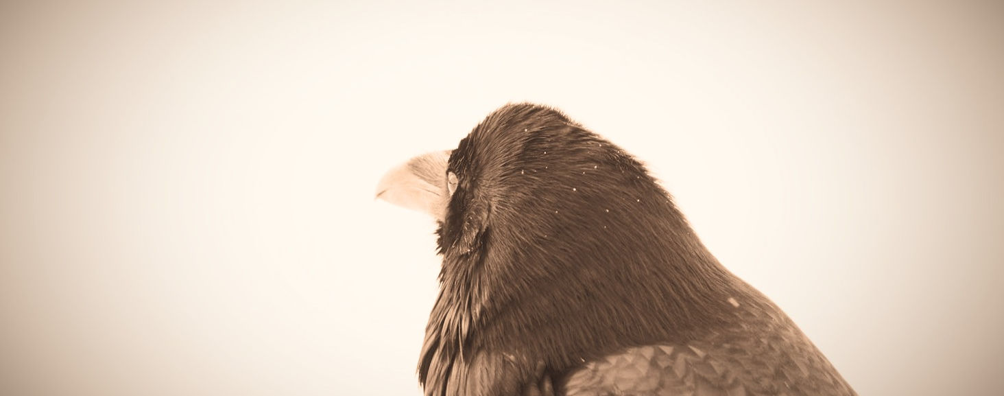 Raven perched against a night sky